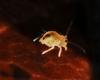 Dicyrtomina sp.